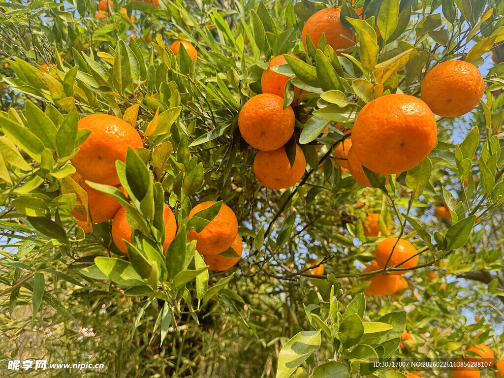 挂满果实的繁茂橘子树