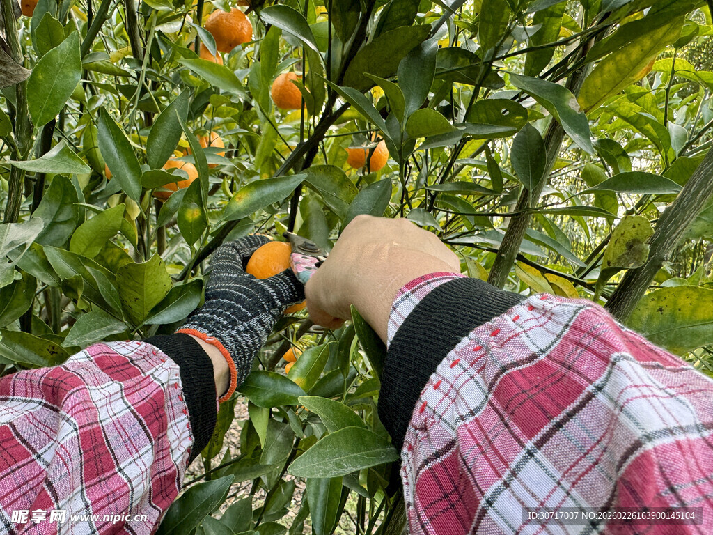 双手采摘树上金黄果实