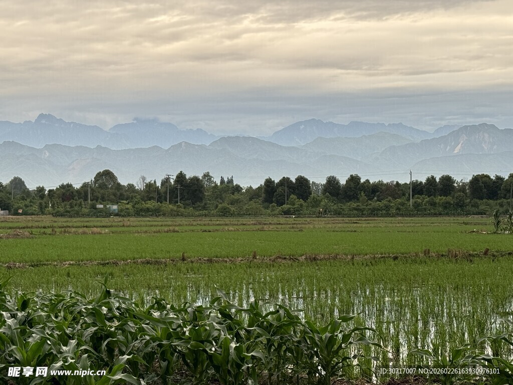 田园风光中的葱郁农田