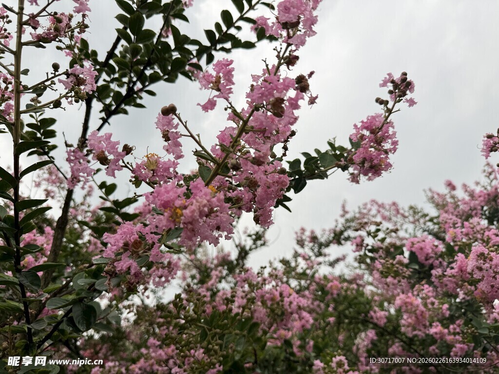 盛开的粉色繁花