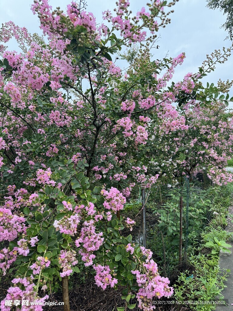 繁花盛开的绚烂树木