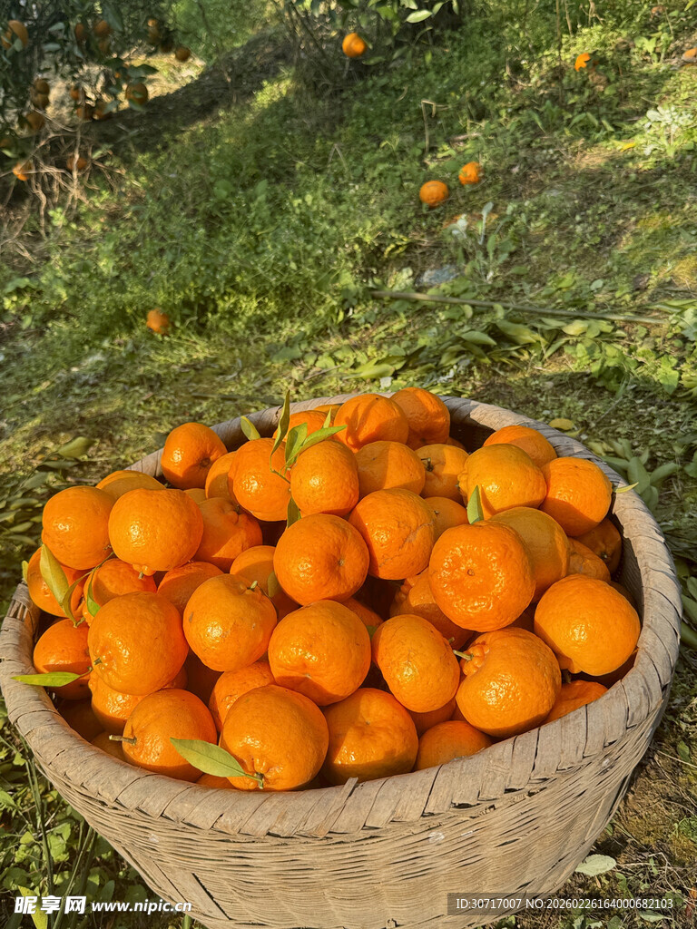 竹篮中的饱满新鲜柑橘