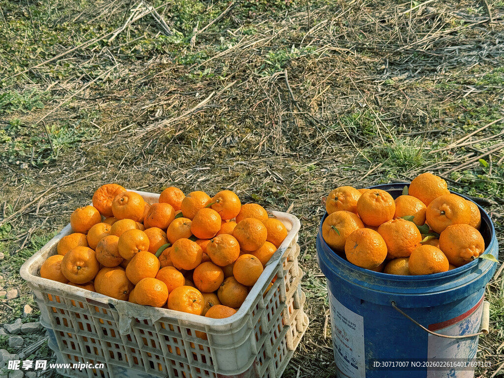 丰收的橘子装满篮筐