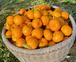 竹篮里满满当当的新鲜橘子
