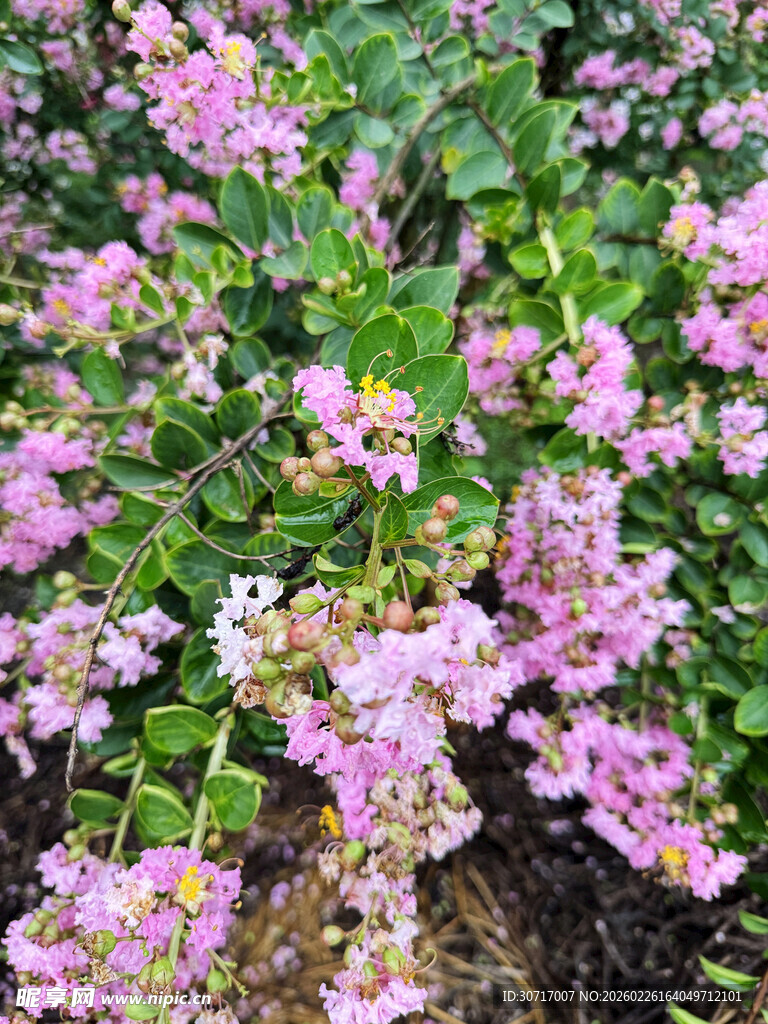 粉色繁茂花卉景观