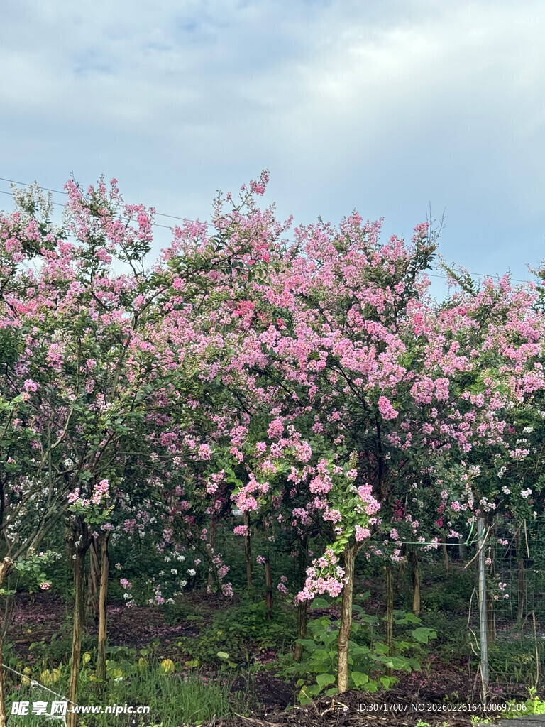 紫薇花