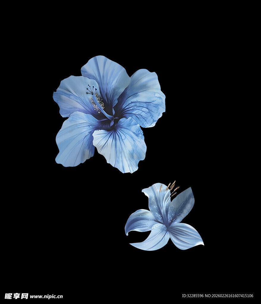 两朵蓝色花朵特写