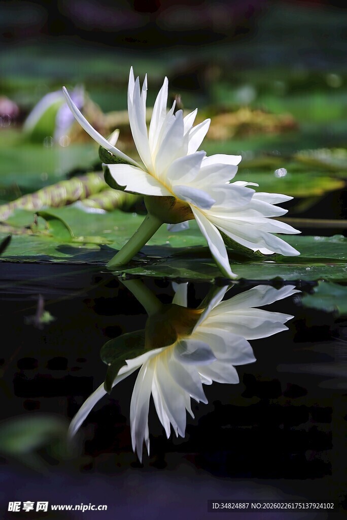 水中白睡莲