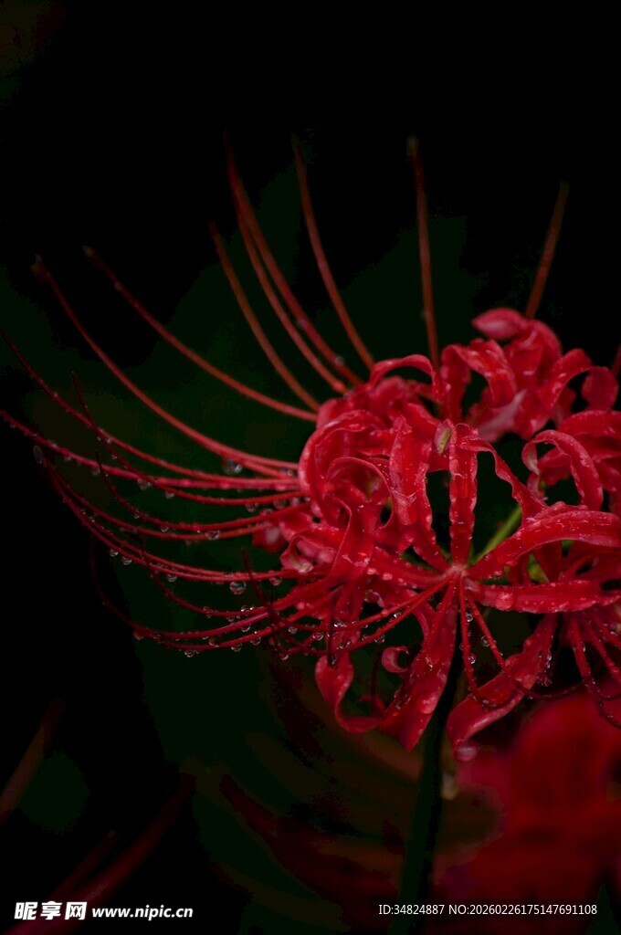 娇艳红色彼岸花特写