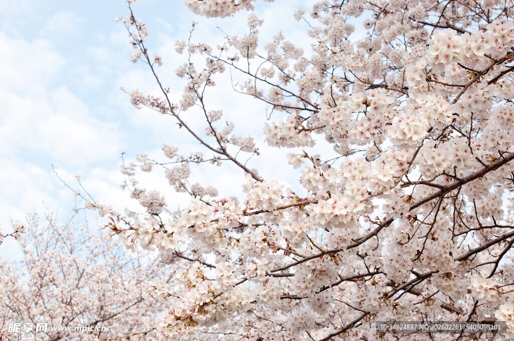 春日盛开的烂漫樱花树