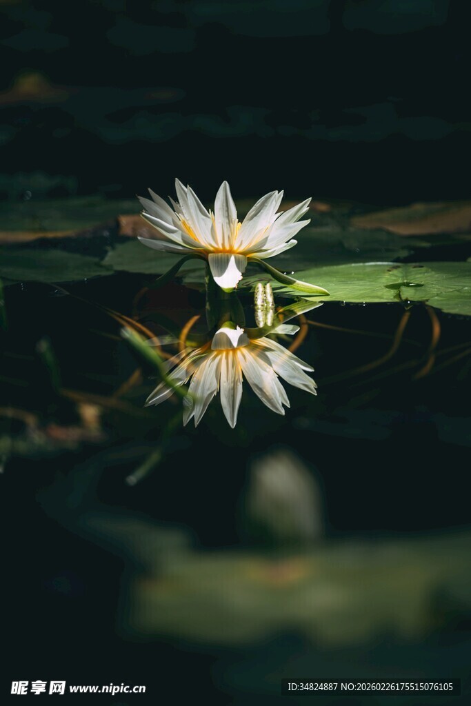 水中绽放的美丽白睡莲