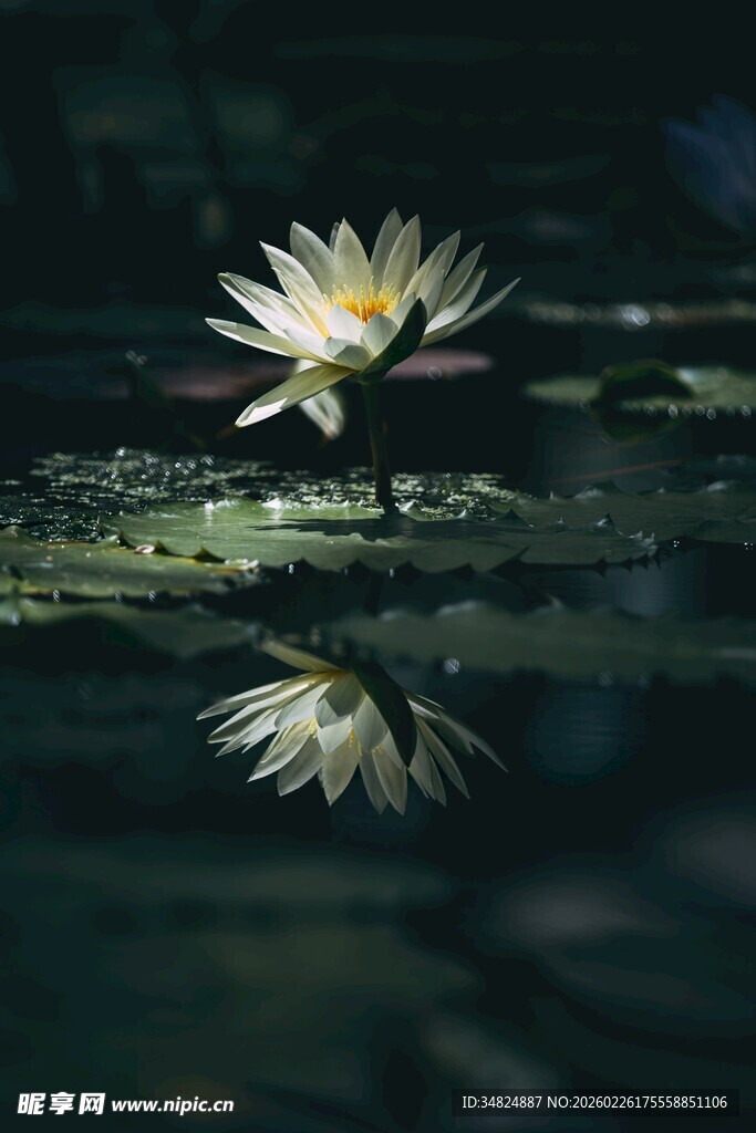 水中绽放的美丽白睡莲