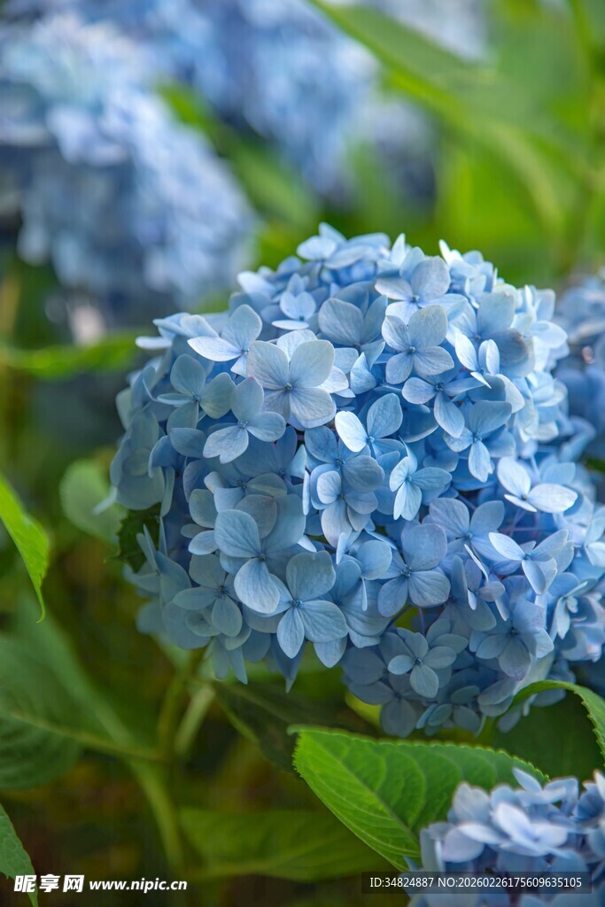 蓝色绣球花特写