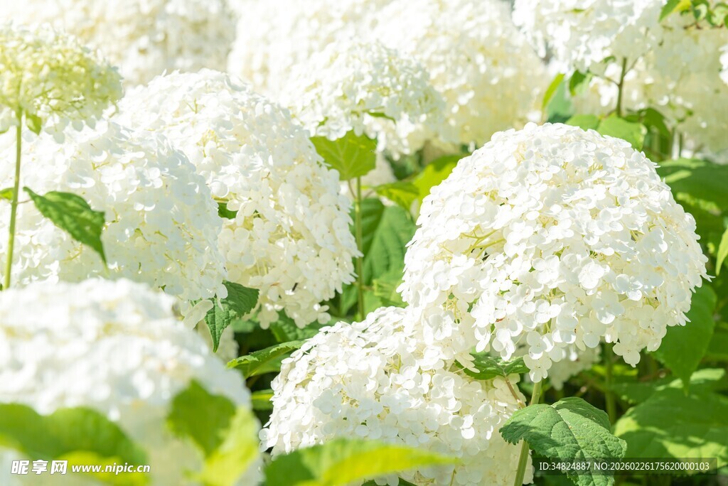 白色绣球花绽放美景
