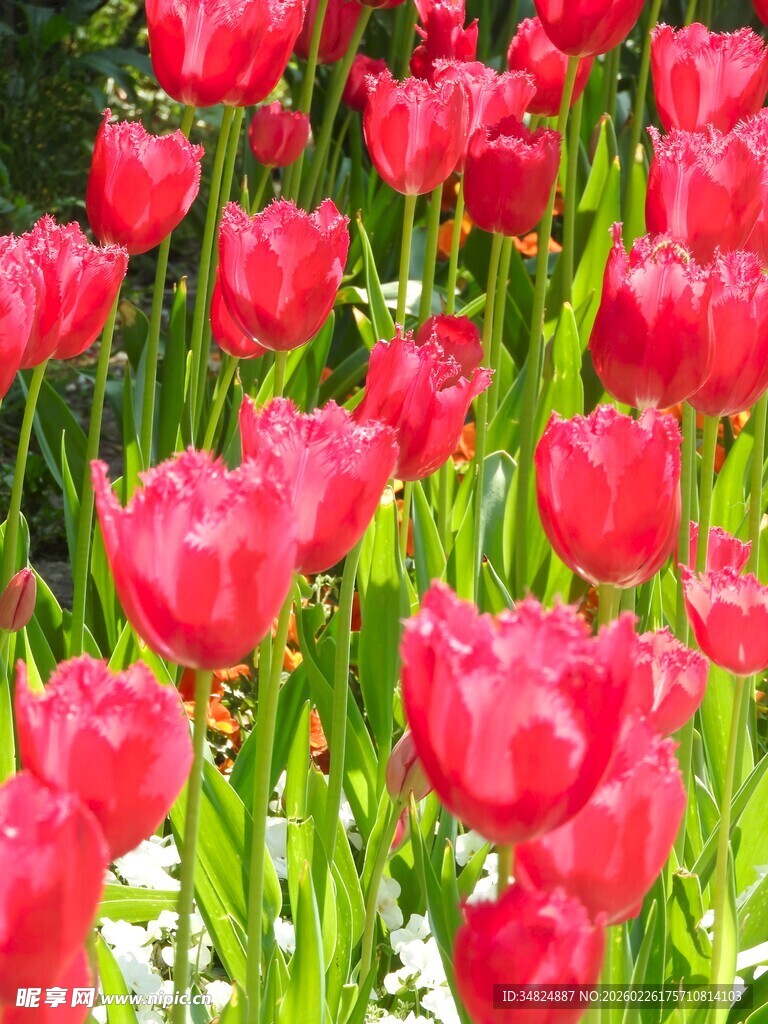 鲜艳红郁金香绽放画面
