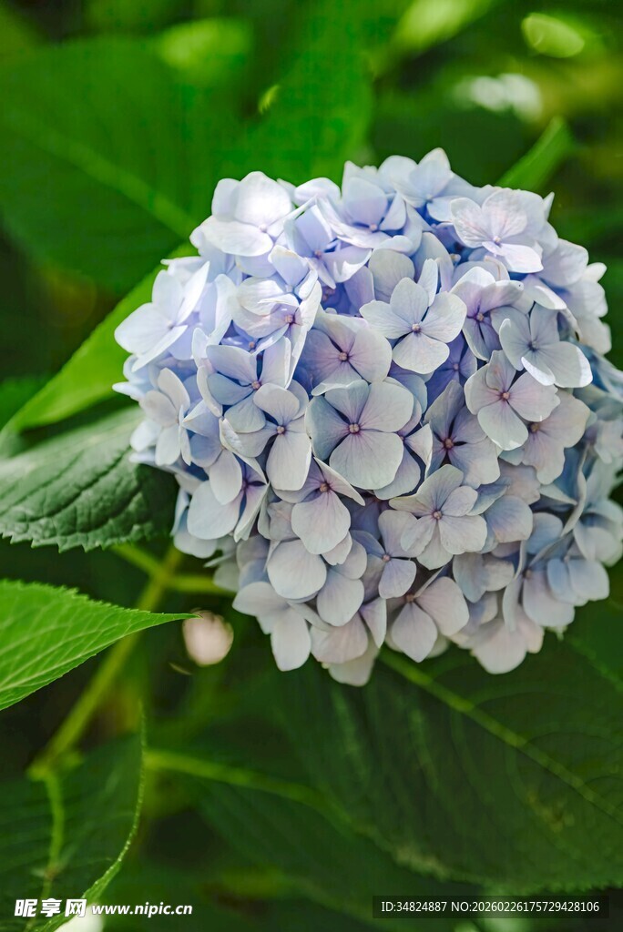 蓝紫色绣球花特写