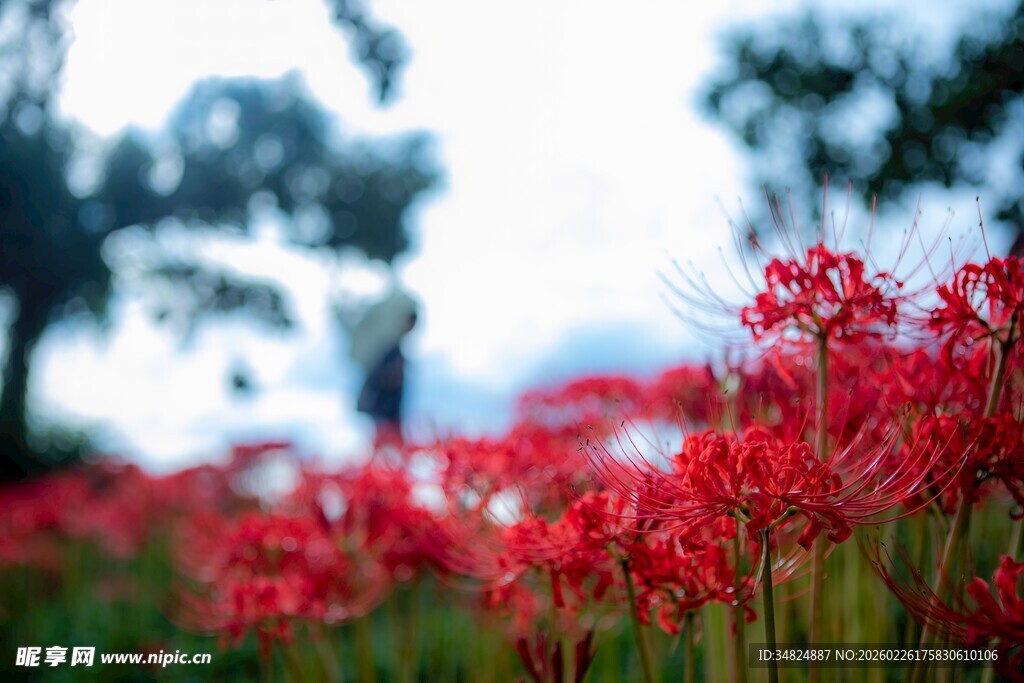 火红彼岸花绽放于绿野