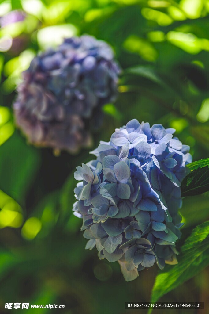 蓝绣球花绽放于绿叶间