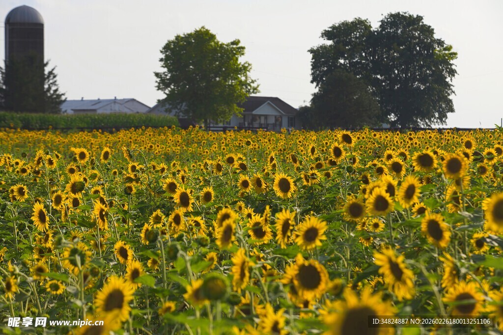 金黄向日葵花海田园风光