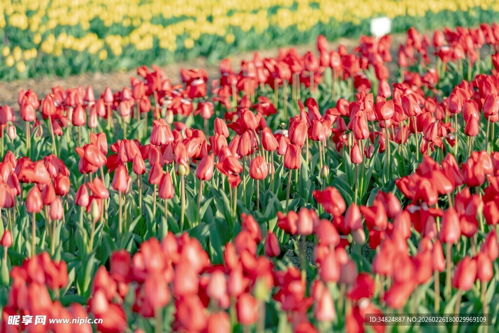 红色郁金香花海风光