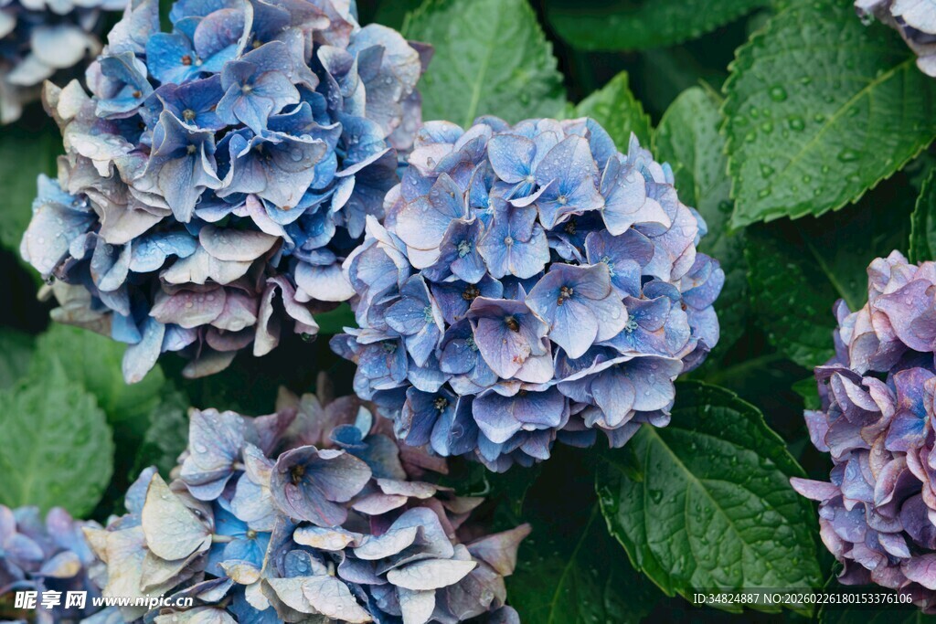 蓝紫色绣球花特写