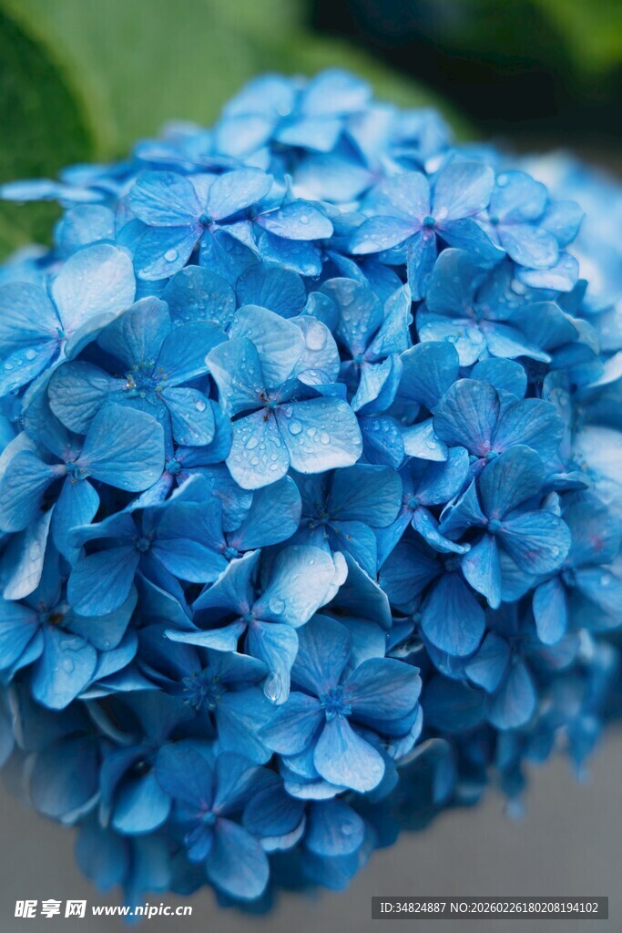 蓝色绣球花特写