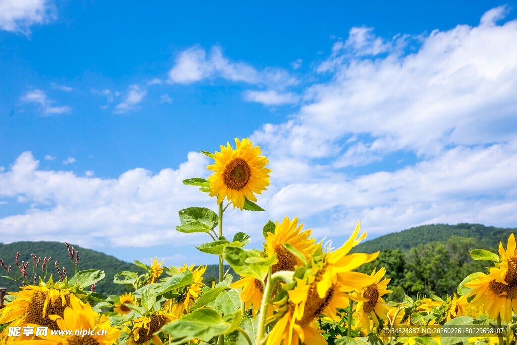 阳光下的向日葵花海