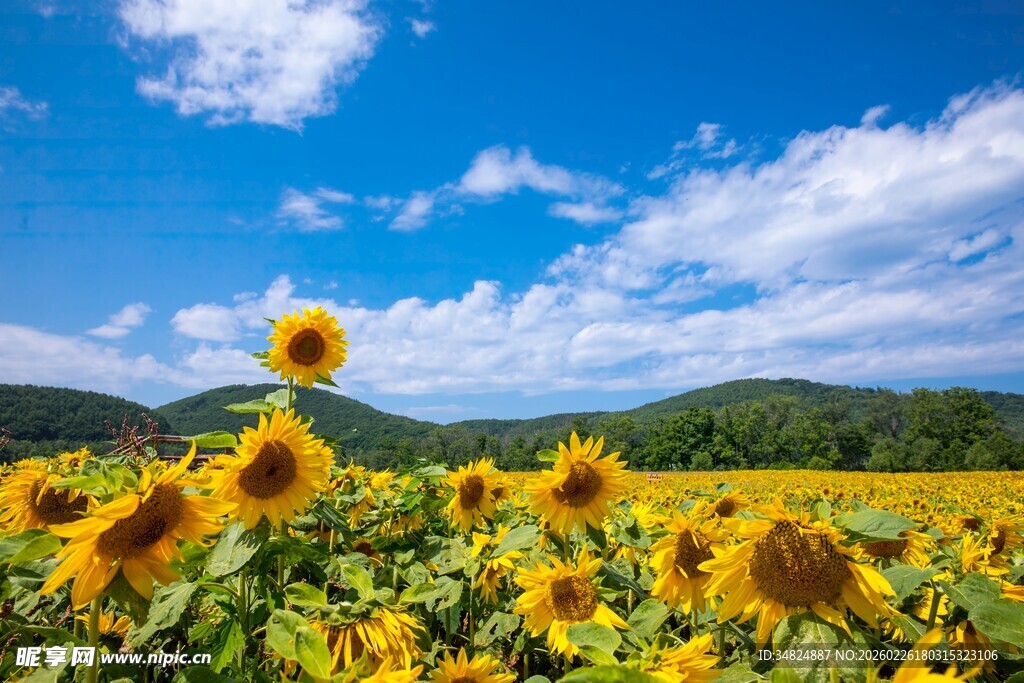 向日葵花海与蓝天白云