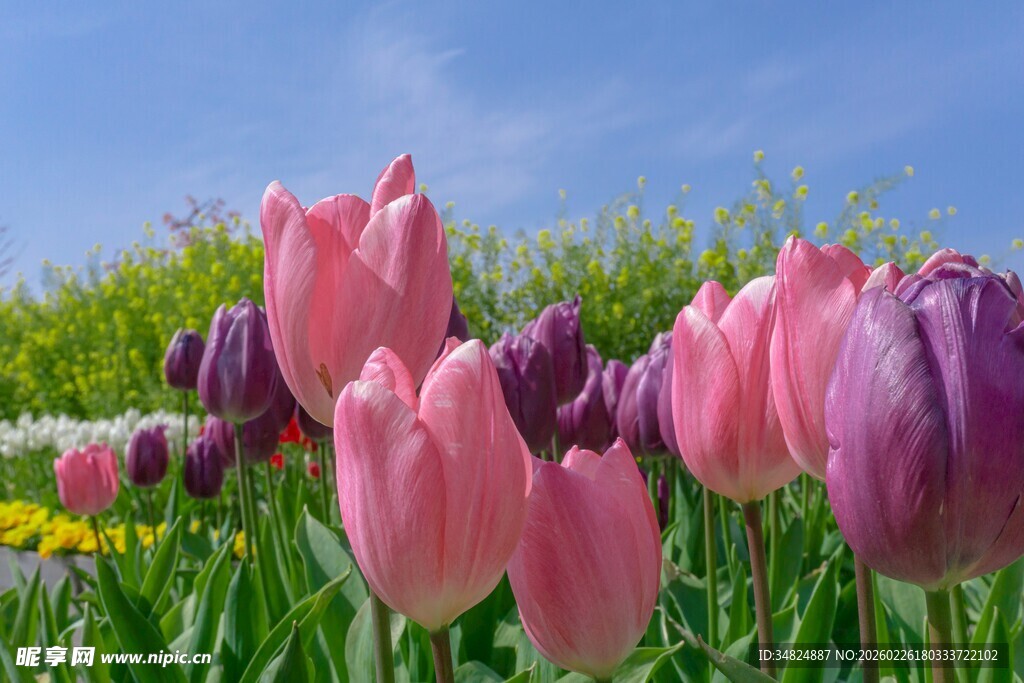 多彩郁金香绽放于蓝天之下