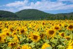 向日葵花海