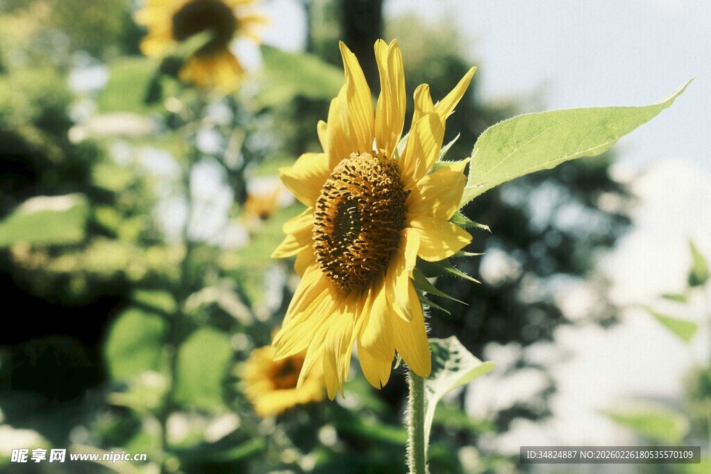 阳光下的灿烂向日葵