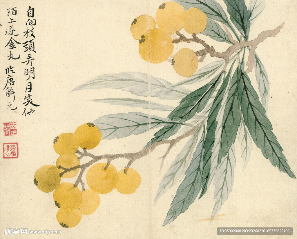 恽寿平水墨枇杷图