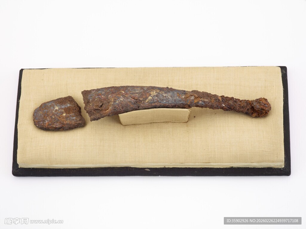 远古鱼形化石标本展示