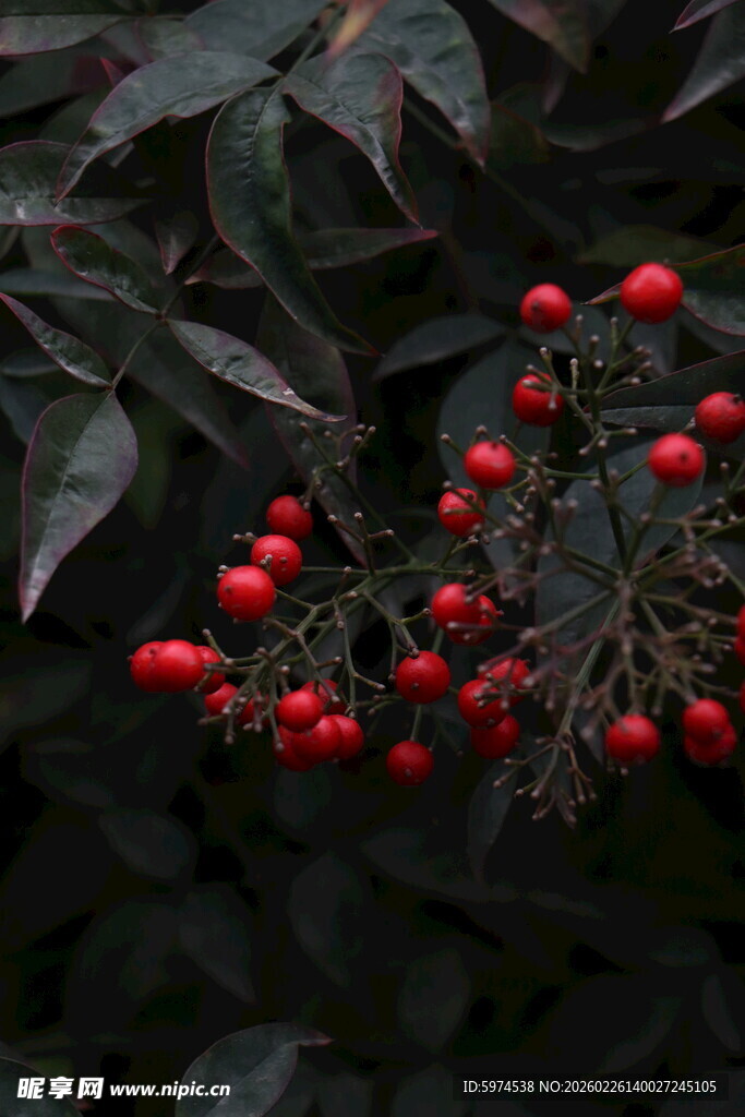 红果绿叶植物特写