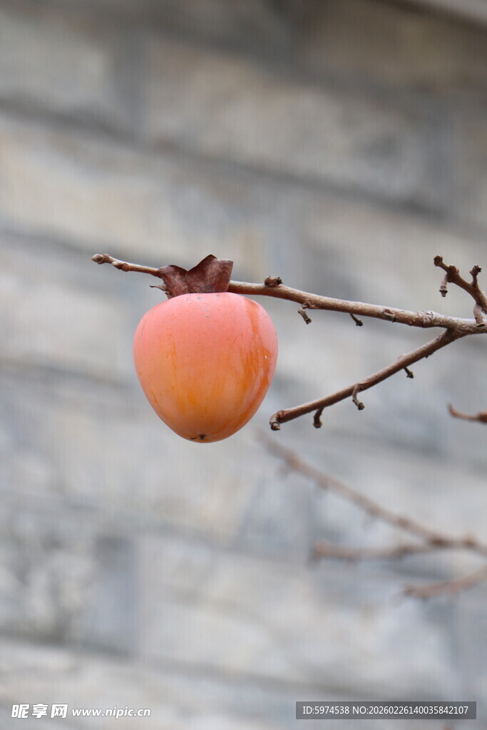 枝头挂着的鲜艳柿子