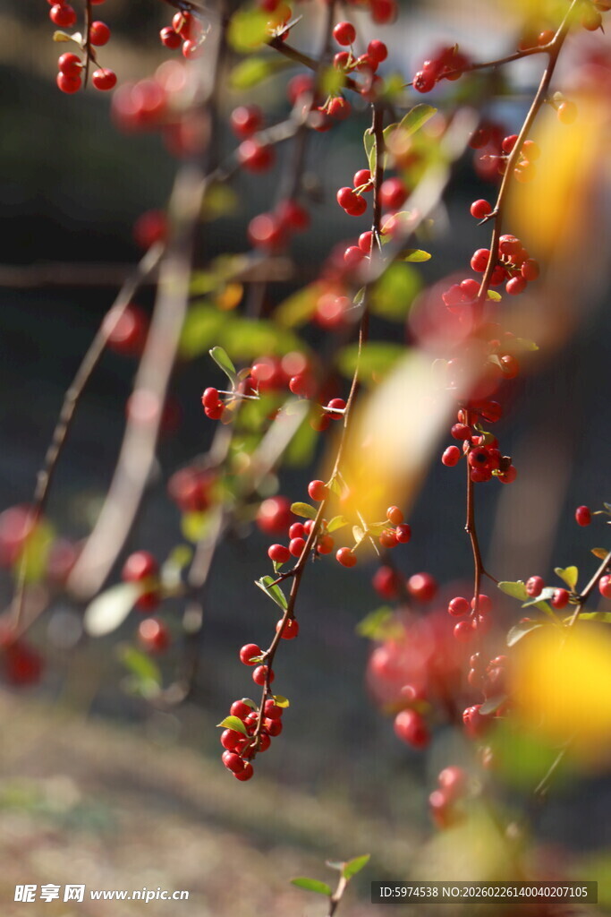 枝头红果 秋日自然景致