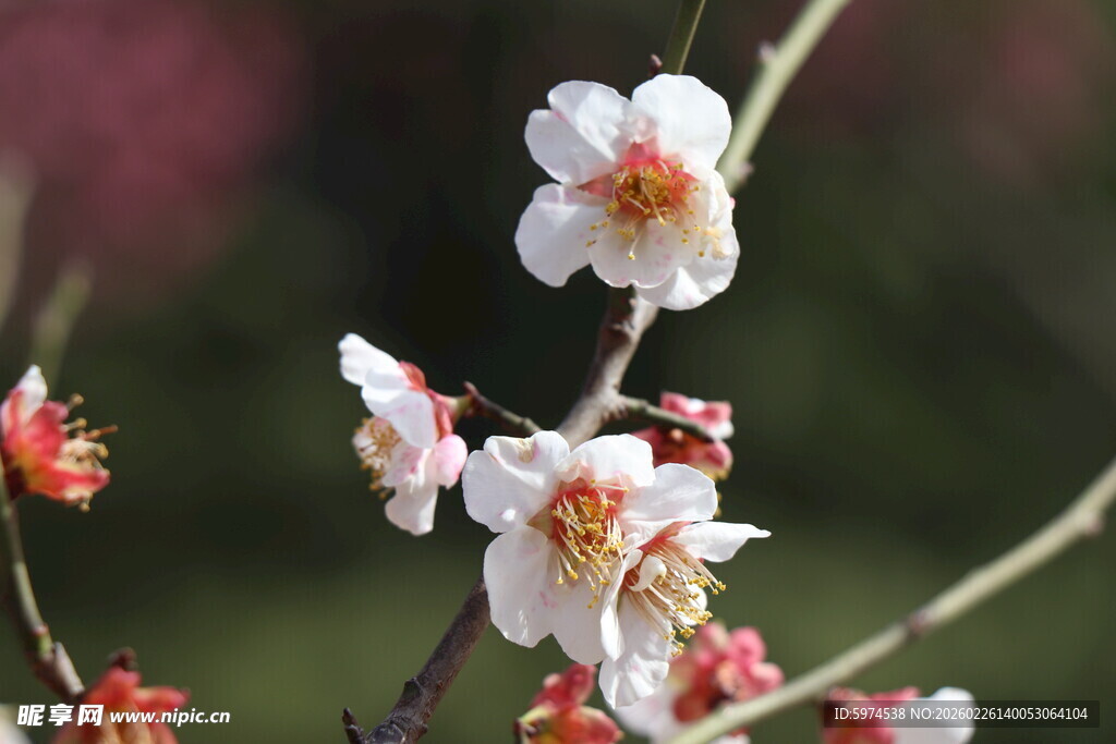 枝头绽放的娇艳白梅花