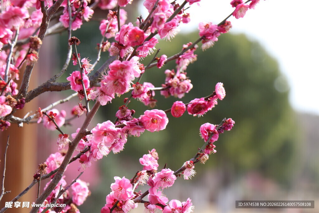 枝头绽放的粉嫩桃花
