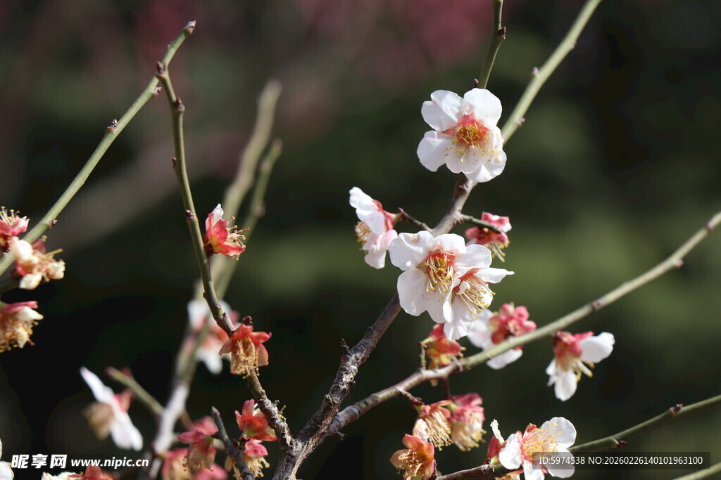 枝头绽放的娇艳白色梅花