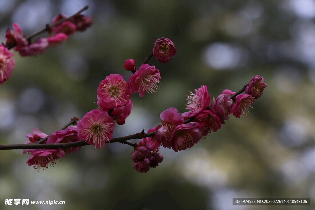 枝头绽放的娇艳红梅花