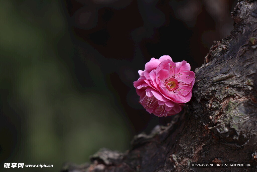 梅花  枝头绽放的娇艳粉色花朵