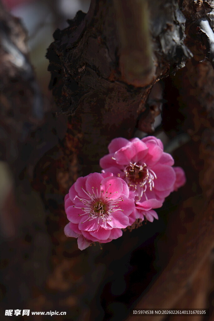 梅花  枝头绽放的娇艳粉色桃花