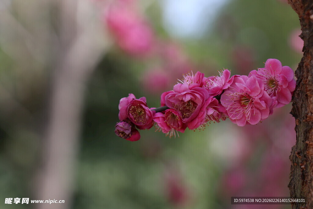 红梅 枝头绽放的娇艳粉色花朵