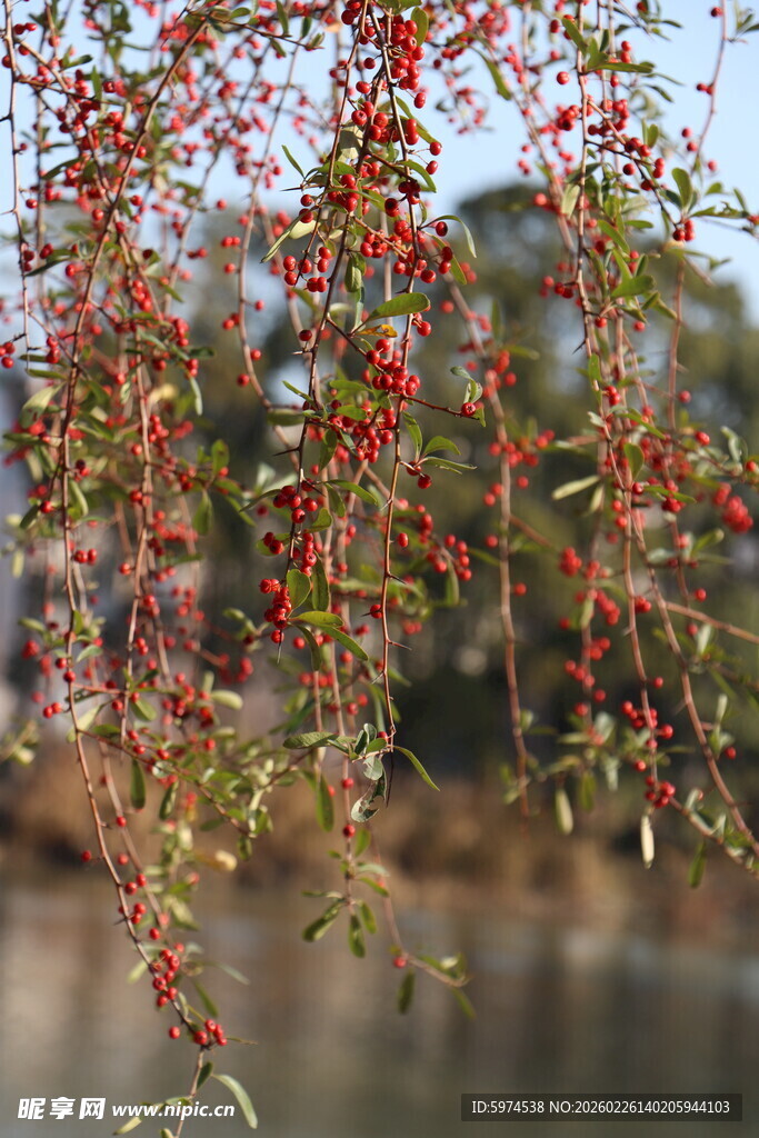 垂枝红果映景添诗意
