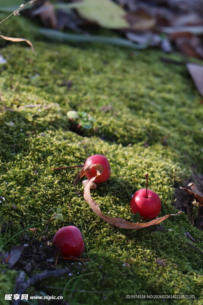 草地上的红果与枯叶