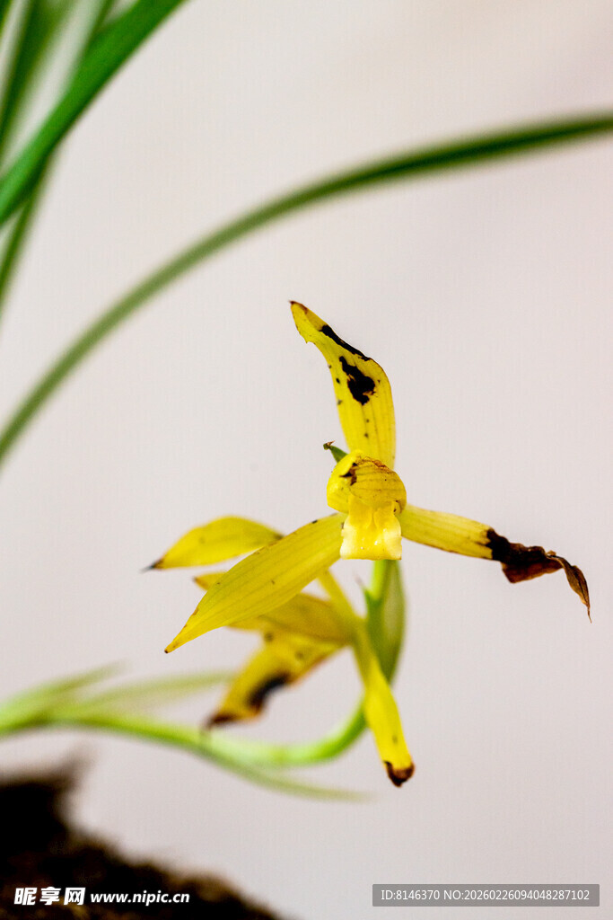 黄色兰花特写