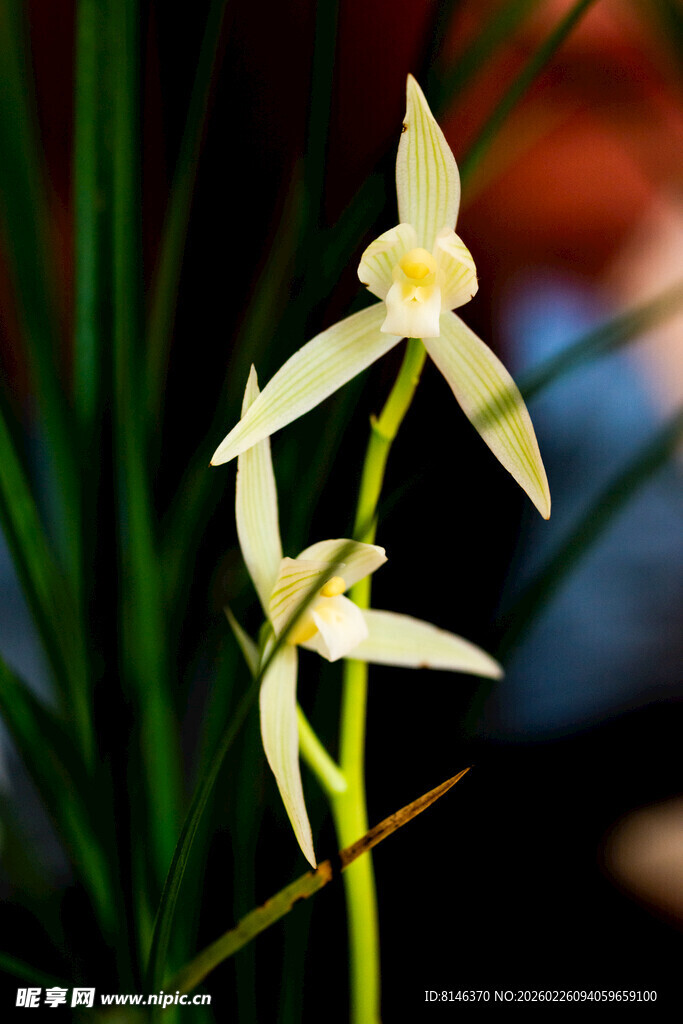 优雅黄兰花绽放