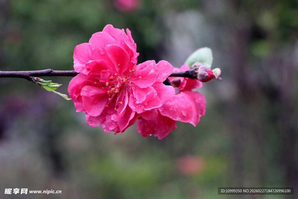 娇艳绽放的粉色桃花