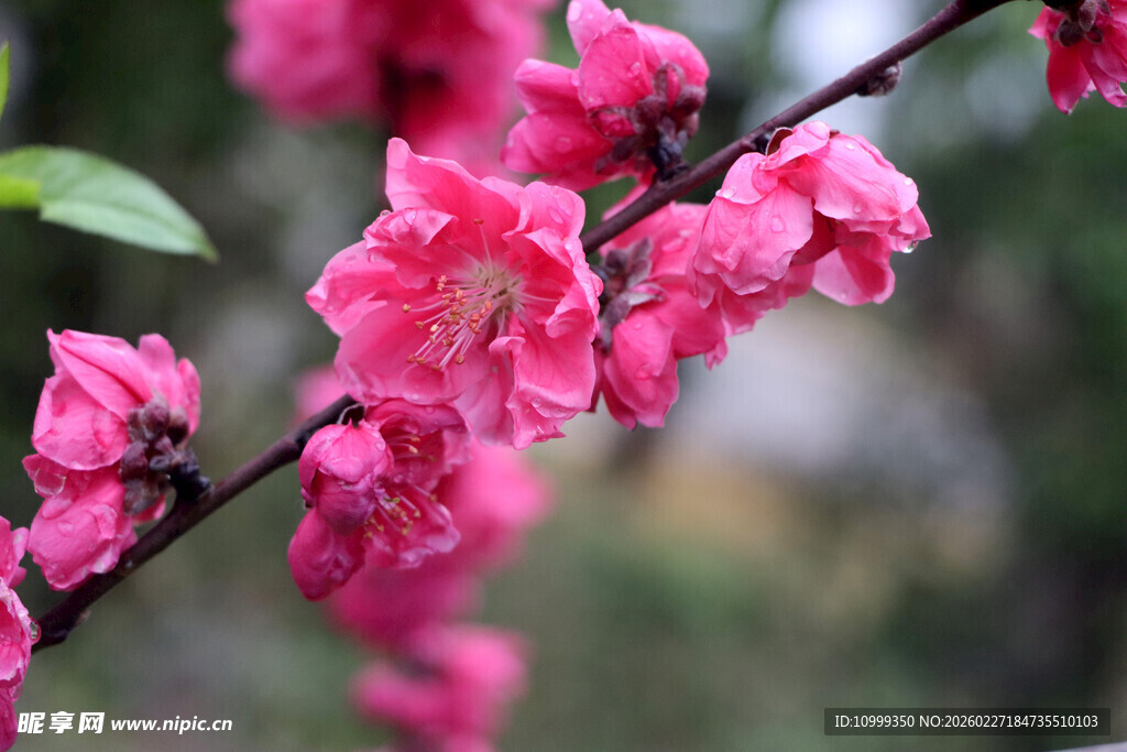 娇艳桃花枝头绽放