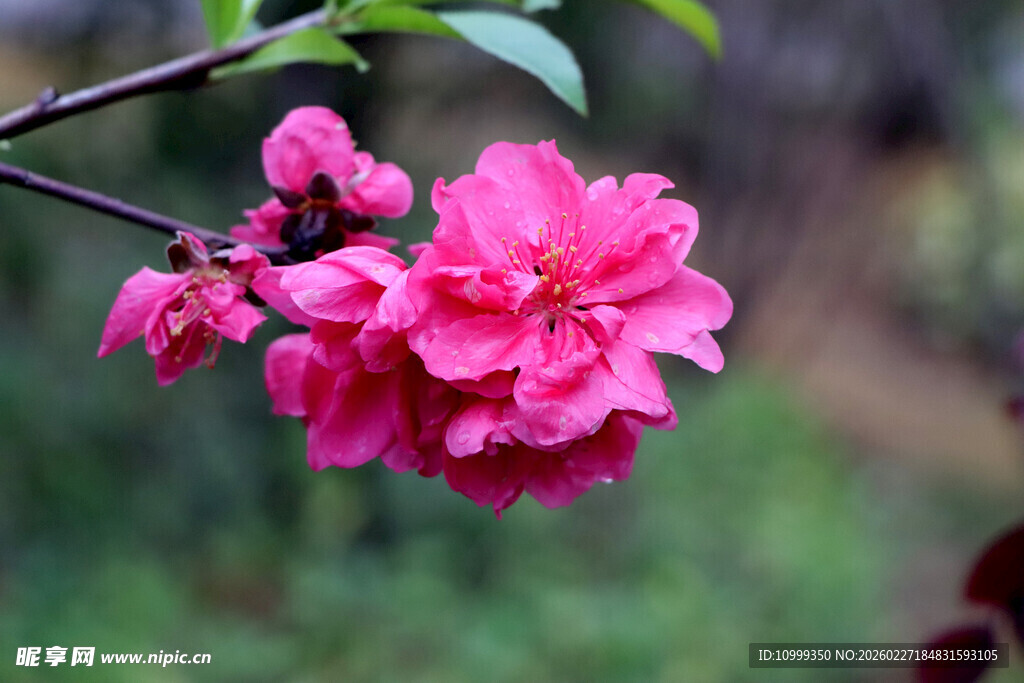 娇艳绽放的粉色海棠花
